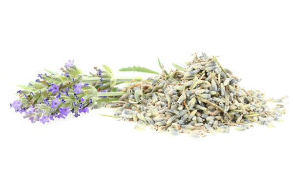 Fresh and dry lavender