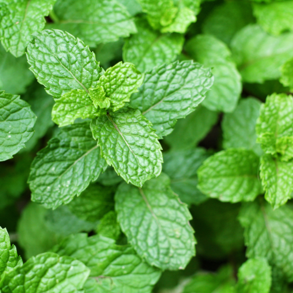 Natural Life Peppermint Mint Herbal Infusion Tea