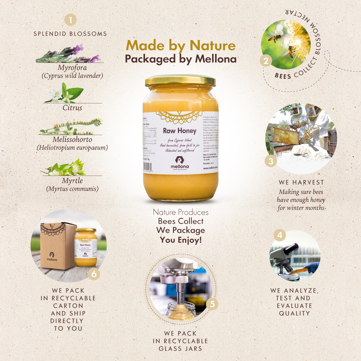 Mellona Raw Honey Infographic Mellona Raw Honey Infographic