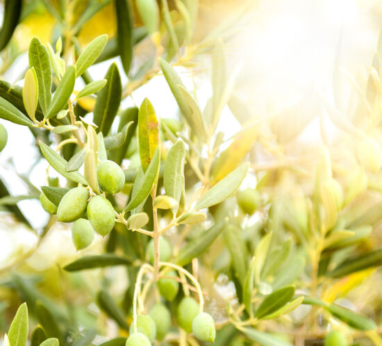 extra virgin olive oil olives grove close up koroneiki