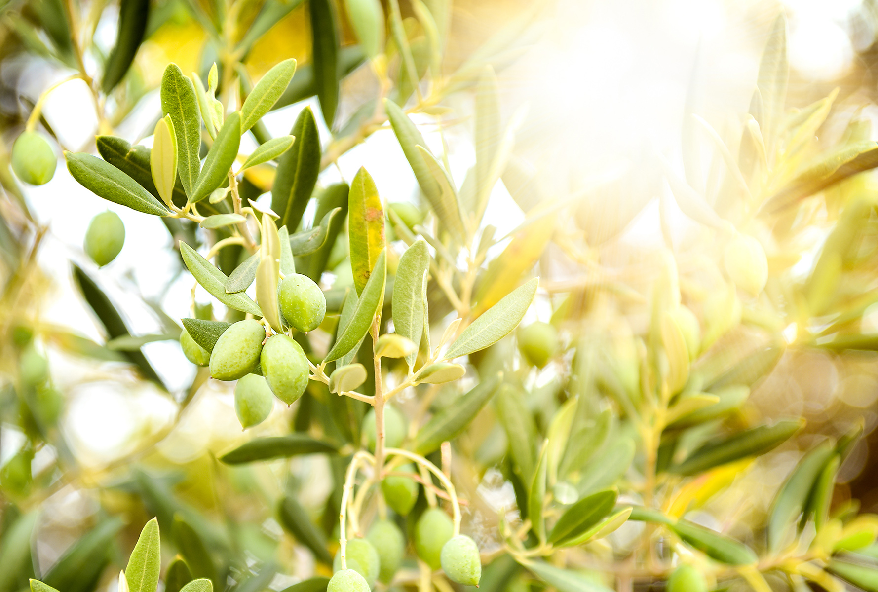 extra virgin olive oil olives grove close up koroneiki extra virgin olive oil olives grove close up koroneiki